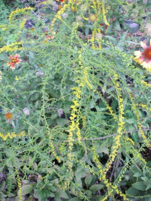 Wrinkle-leaved Goldenrod